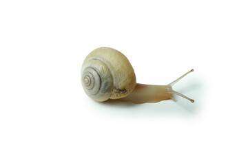 Snail with shell isolated on white background
