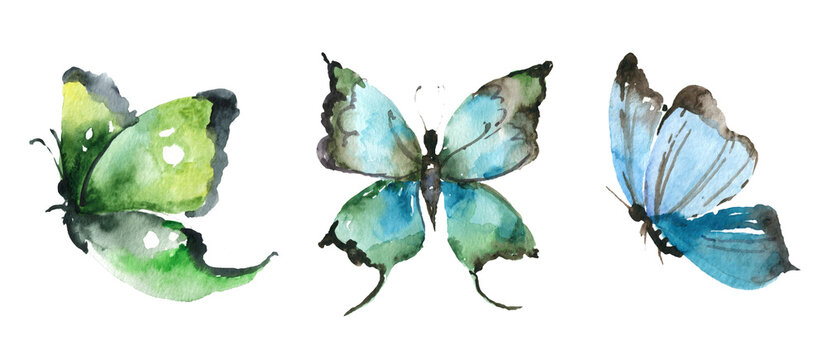 Watercolor Butterfly isolated on white background Hand painted Collection