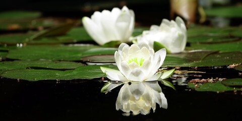 The beautiful white lotus flower or water lily reflection with the water in the pond.The reflection...