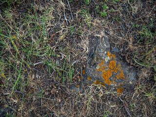 textura suelo de piedra pscura y pequeñas hierbas verdes 