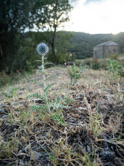 flor de pinchos entre naturaleza con una iglesia de piedra al fondo