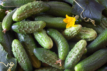 Small fresh cucumbers, leaves, harvested, agricultural, household.