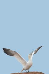 Cover page with a wild North Atlantic gannet with span wings is ready to fly at blue sky solid background and copy space. Concept biodiversity, animal welfare and wildlife conservation.