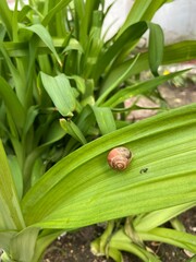 snail on a leaf