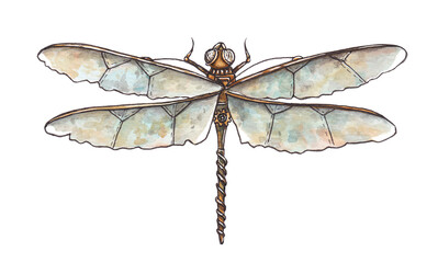 Watercolor illustration of mechanical dragonfly on white background - obrazy, fototapety, plakaty