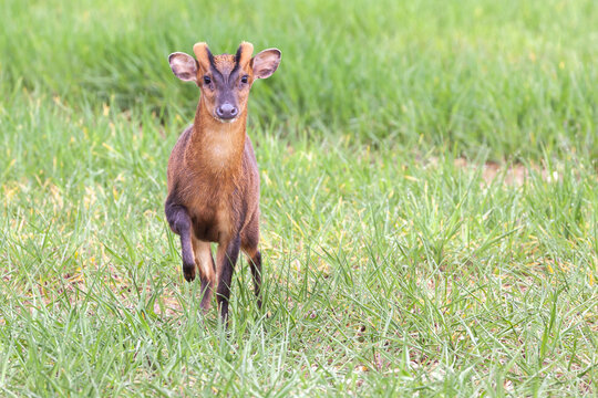 Muntjac deer very close looking at camera