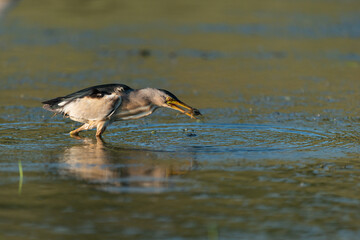 Little bittern, Ixobrychus minutus, with prey in its beak