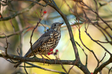 Mistle thrush, Turdus viscivorus, single bird on berries