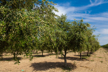 La floración del olivo se produce a partir de mediados de Mayo y su duración no viene a pasar...