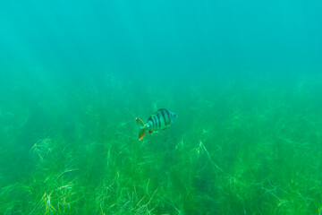 European perch (Perca fluviatilis) swims in shallow water