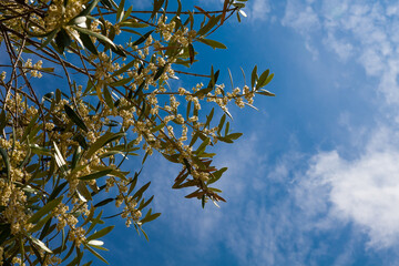 La floración del olivo se produce a partir de mediados de Mayo y su duración no viene a pasar más allá  de una semana. Fotografía realizada  en el Valle de Queiles al sur de Navarra.
