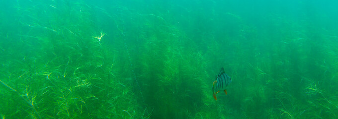 European perch (Perca fluviatilis) swims in shallow water - obrazy, fototapety, plakaty