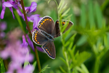 Plebejus argus sit on the flower and grass, summer and spring scene. 
silver-studded blue butterfly