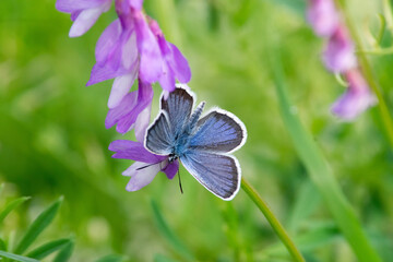 Plebejus argus sit on the flower and grass, summer and spring scene. 
silver-studded blue butterfly