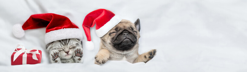 Kitten and Pug puppy wearing santa hats sleep together with gift box under a white blanket on a bed...