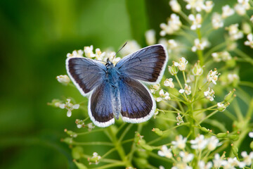 Fototapeta na wymiar Plebejus argus sit on the flower and grass, summer and spring scene. silver-studded blue butterfly