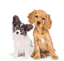 English cocker spaniel puppy and Papillon puppy sit together in front view. isolated on white background