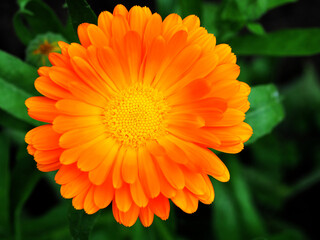 Orange Blüte