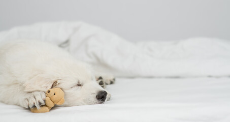White Swiss Shepherd puppy hugs favorite toy bear and sleeps under white warm blanket on a bed at home. Empty space for text