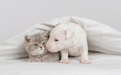 Fototapeta na wymiar Miniature Bull Terrier puppy sniffs tiny kitten under warm blanket on a bed at home