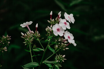 White phlox flowers. Blooming branch of white-purple phlox in the garden. Beautiful natural background, blooming garden