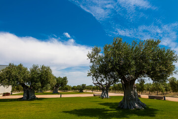 Fototapeta na wymiar La floración del olivo se produce a partir de mediados de Mayo y su duración no viene a pasar más allá de una semana. Fotografía realizada en el Valle de Queiles al sur de Navarra.