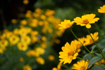 Beautiful fresh bush of yellow chamomile on a green background. Garden in a private house. Selective focus, copy space