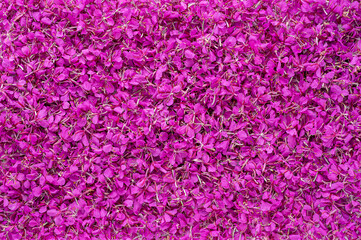 Background photography of Rosebay Willow herb flowers