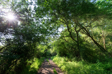 Obraz premium Footpath along the Loire river near Vouvray village