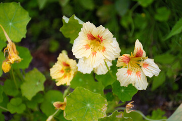 Nasturtium flowers. Tropaeolum majus (garden nasturtium, Indian cress, or monks cress) is a species of flowering plant in the family Tropaeolaceae. Flower and foliage