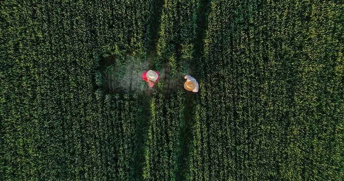 Top view of the two agronomists walking through the professional ecological field exterior. Vegetable farm and modern business concept. Stock photo
