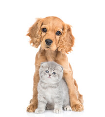 Young English cocker spaniel puppy dog hugs kitten. Pets sit in front view and look at camera...
