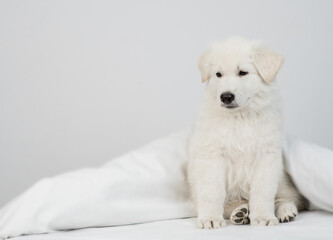 Swiss Shepherd puppy sits under white warm blanket on a bed at home. Empty space for text