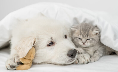 Big white Swiss shepherd puppy lying with tiny  kitten and favorite toy bear. Pets heating together under white warm blanket on a bed at home