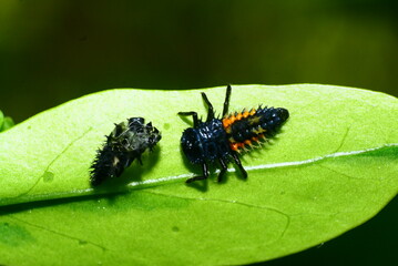 insect on leaf macro photography