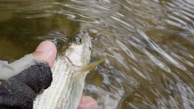 The fisherman holds the caught grayling in his hand and then releases him to freedom, this is the principle of modern fishing, he caught the release. Fly fishing, fish caught on a nymph. Humanity in f