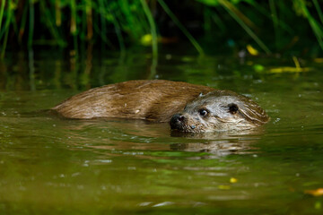 An otter is playing in the water