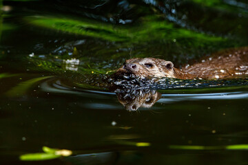An otter is playing in the water