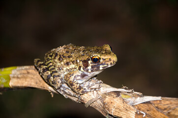 Frog is on a branch to catch insects.