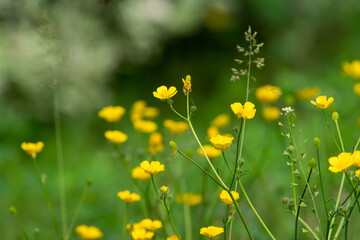 Ranunculus acris plant flower.
meadow buttercup or tall buttercup or common buttercup or giant buttercup yellow flower