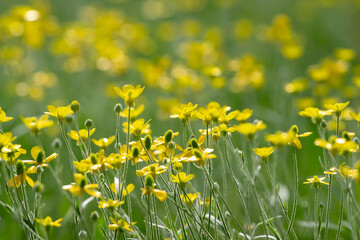 Ranunculus acris plant flower. meadow buttercup or tall buttercup or common buttercup or giant buttercup yellow flower