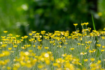 Obraz premium Ranunculus acris plant flower. meadow buttercup or tall buttercup or common buttercup or giant buttercup yellow flower