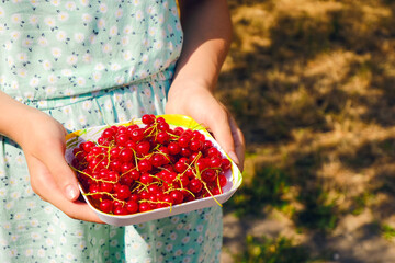 Bright juicy red currant berries on a square plate. Gardening. Organic harvest. Healthy food. Products for beauty and health. Summer or fall background. Empty space for your text or design.