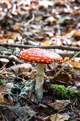 Red mushroom . Toadstool in the forest. Amanita Muscaria