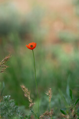 Papaver rhoeas red flower.
Сommon poppy, corn poppy, corn rose, field poppy, Flanders poppy,  red poppy.