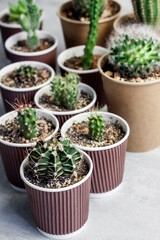 Cactus and succulent plants collection in paper cups. Home garden