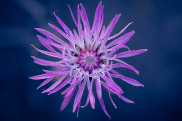 flower on a blue background
