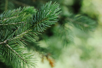 Green spruce branches as background