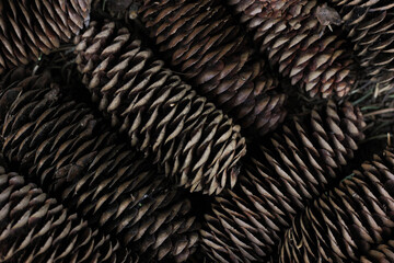 Forest cones as background