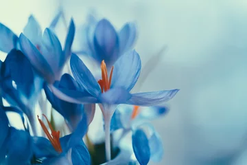 Zelfklevend Fotobehang Closeup shot of blue crocus flowers © Pawel Gawlica/Wirestock